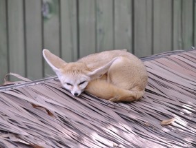 2023年大熊猫返乡壮丽篇章，17只旅居熊猫重返故乡