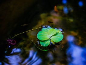 厌恶喧闹，寻求宁静之地的呼声